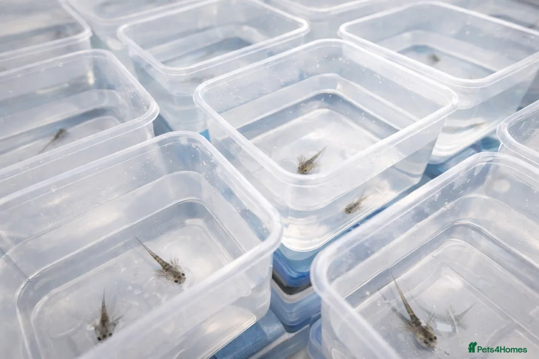 Axolotl reptiles for sale: Axolotl hatchlings - Advert 1