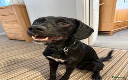 Mixed Breed dogs for sale: Australian Kelpie X Cocker Spaniel - Image 2