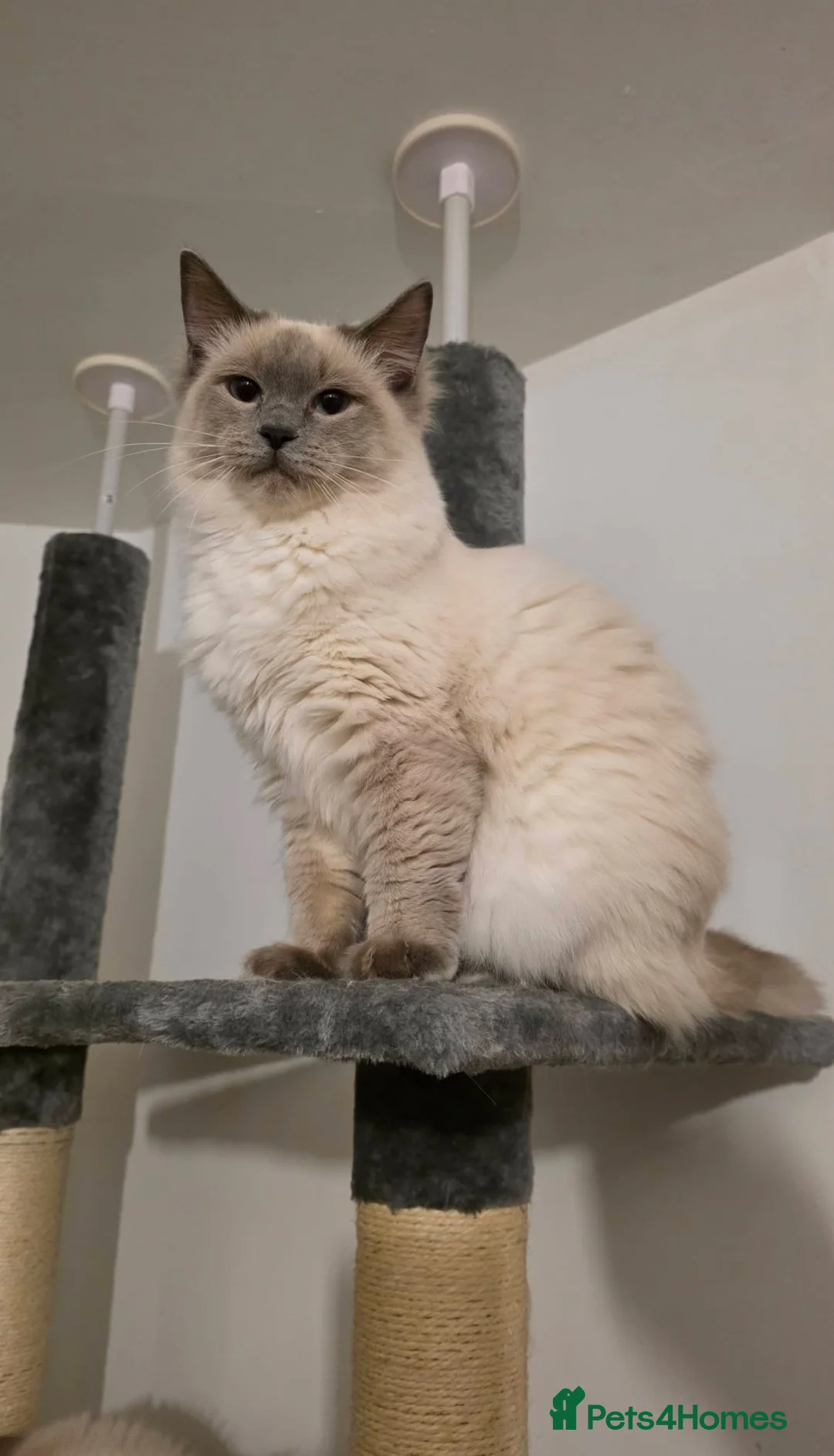 Ragdoll cats for sale: Ragdoll Bluepoint Kittens - 1 Female 1 Male in Manchester - Advert 1
