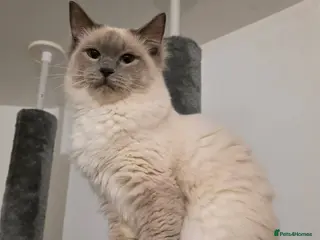 Ragdoll cats Ragdoll Bluepoint Kittens - 1 Female 1 Male in Manchester - Advert 1