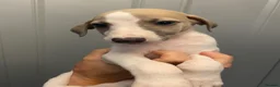 Whippet dogs for sale: KC reg whippets  - Advert 28