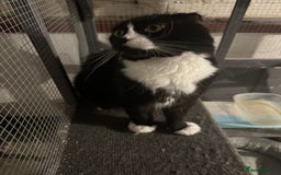 Scottish Fold cats for sale: Beautiful Scottish fold girl pet only  - Image 2