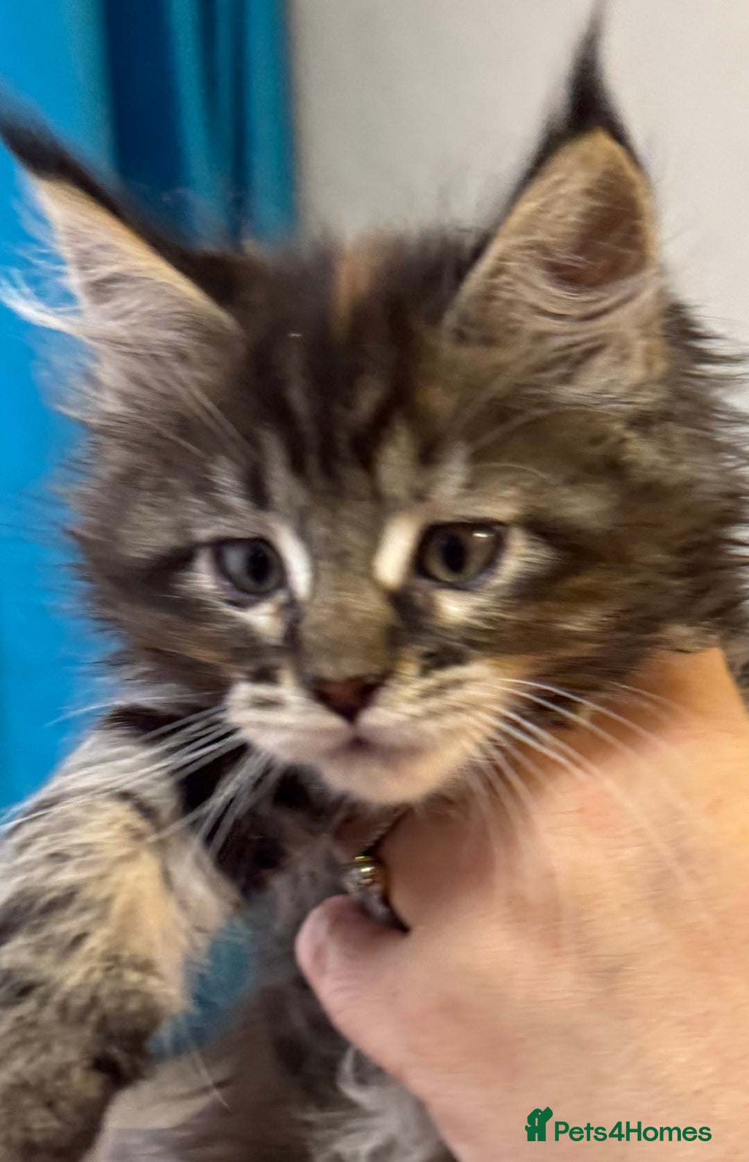 Maine Coon cats for sale: Adorable pedigree Maine coon kittens - Advert 36