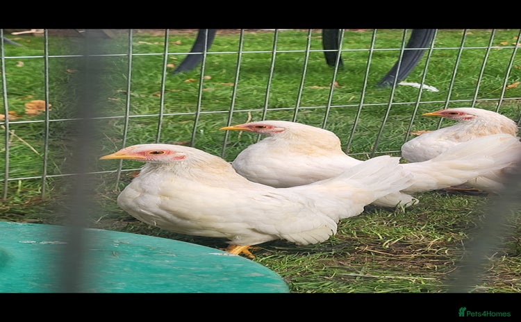 Chickens poultry - Advert 6