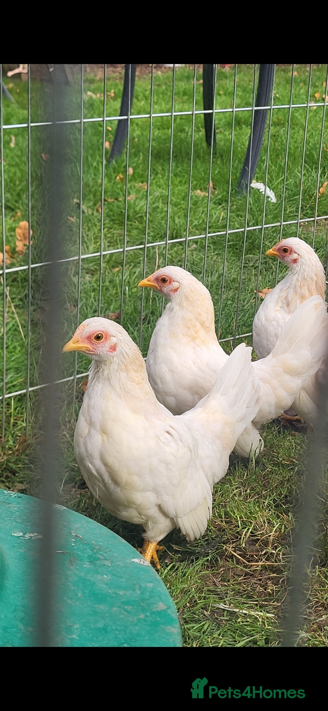 Chickens poultry for sale: Serama pullets and cockeral  - Image 1