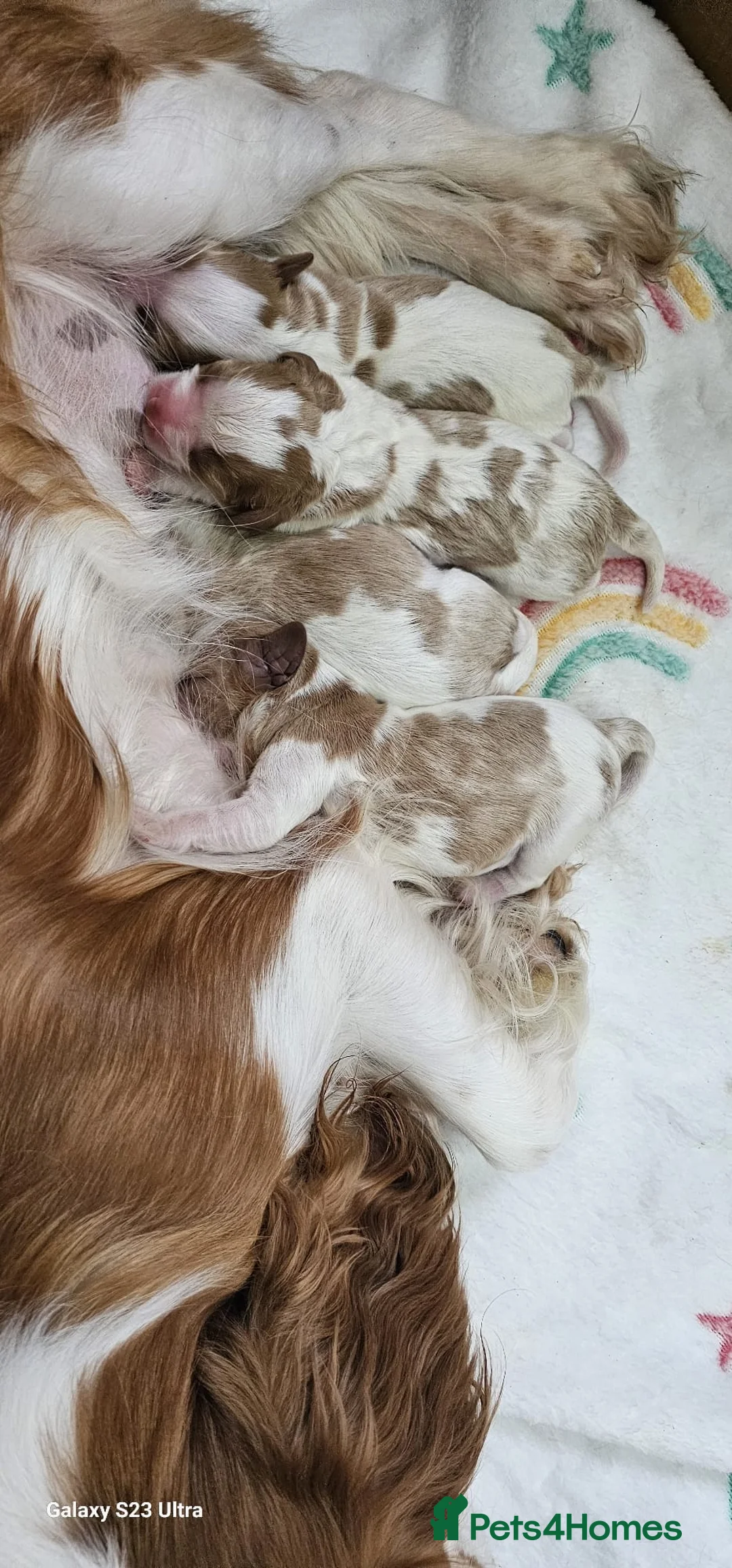 Cavalier King Charles Spaniel dogs for stud:  HEALTH TESTED kc cavalier king charles for stud  in Bedford - Advert 2