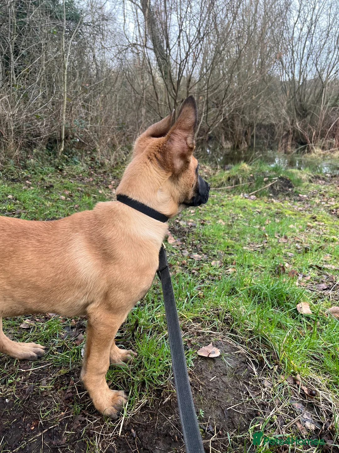 Belgian Shepherd Dog dogs for sale: Dutch Shepherd KNPV - Advert 5