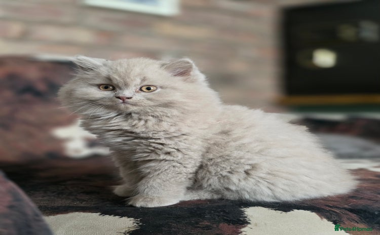 British Shorthair cats - Advert 14