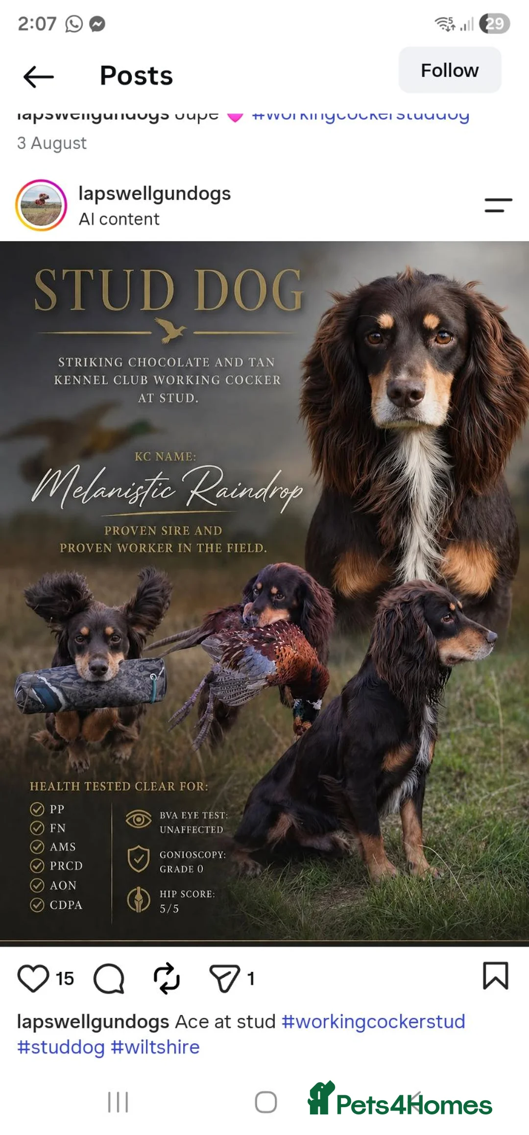 Cocker Spaniel dogs for sale: Cocker spaniel puppies - Advert 2