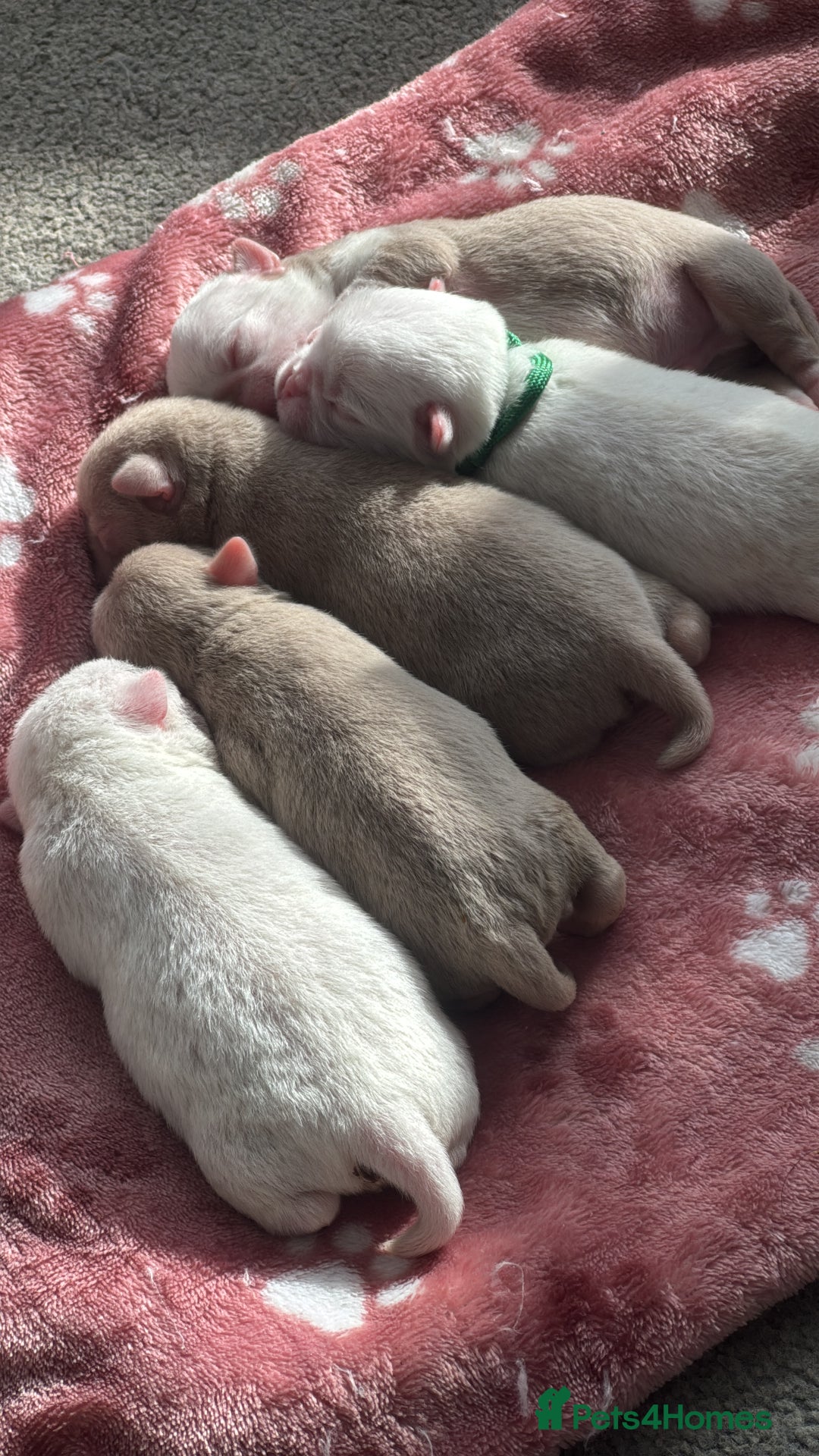 Pug dogs for sale: The “Dinosaur Litter”  - Image 1