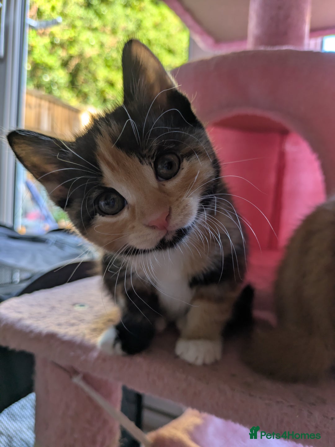 Mixed Breed cats for sale: Kittens 2 litters - Image 8