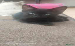 Mixed Breed cats for sale: Ragdoll X kittens - Image 5