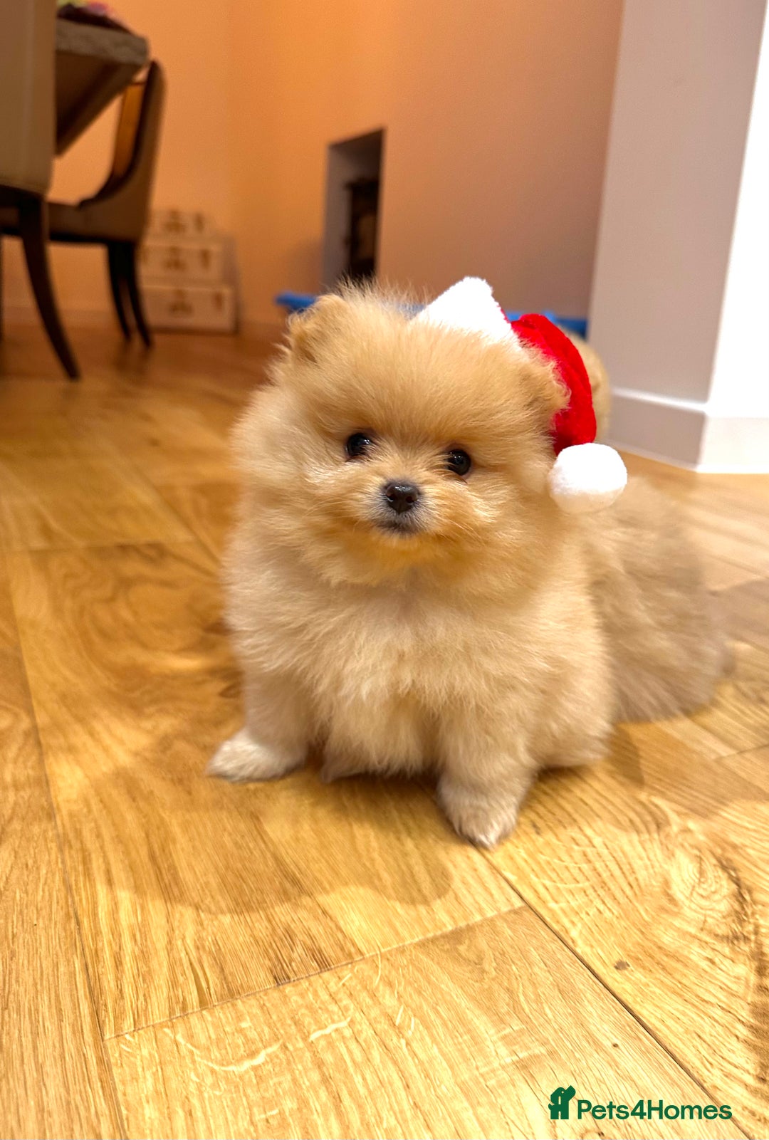 Pomeranian dogs for sale: Pomeranian teddy bear face puppies🐶 - Advert 14