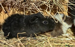 Guinea Pig rodents for sale: Trio of Teddy boys/boars/males - Image 8