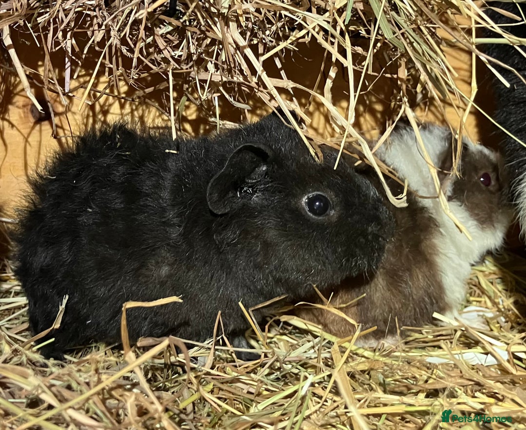 Guinea Pig rodents for sale: Trio of Teddy boys/boars/males - Image 8