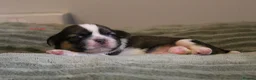 Shih Tzu dogs for sale: LOVELY SHIH TZU PUPPIES KC REG PEDIGREE  in Bootle - Advert 12