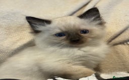 Ragdoll cats for sale: 5 Beautiful Ragdoll Kittens  - Image 36