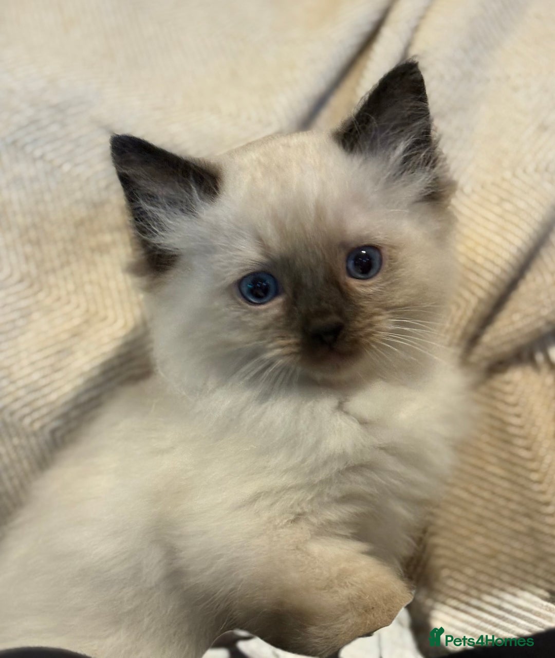Ragdoll cats for sale: 5 Beautiful Ragdoll Kittens  - Image 36
