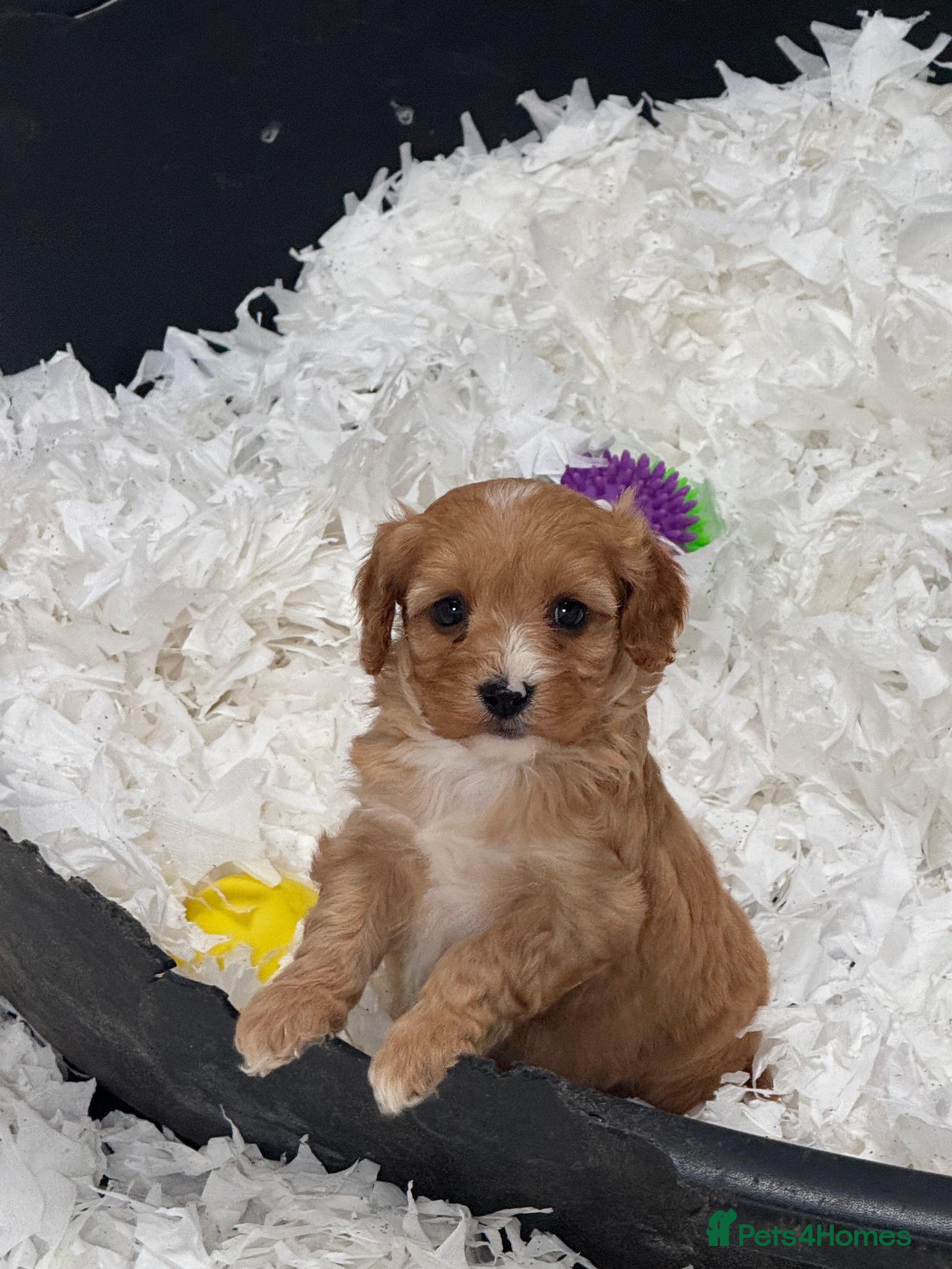 Cavapoo dogs Stunning F1 Cavapoos  - Advert 1