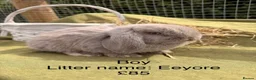 Mini Lop rabbits for sale: Mini lop babies! Lots of colours!  - Advert 6