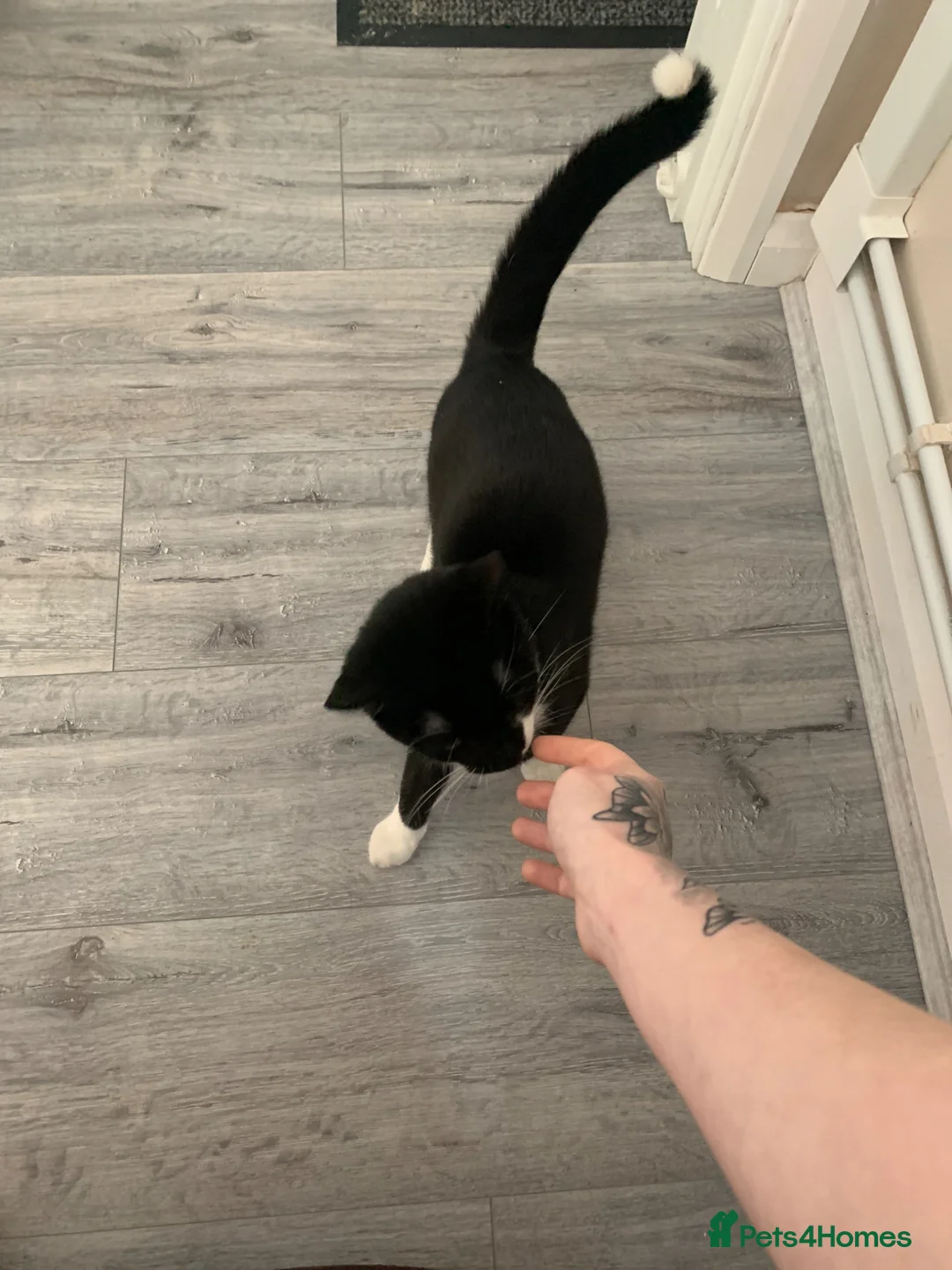 Mixed Breed cats for sale: Male cat in Dudley - Advert 2