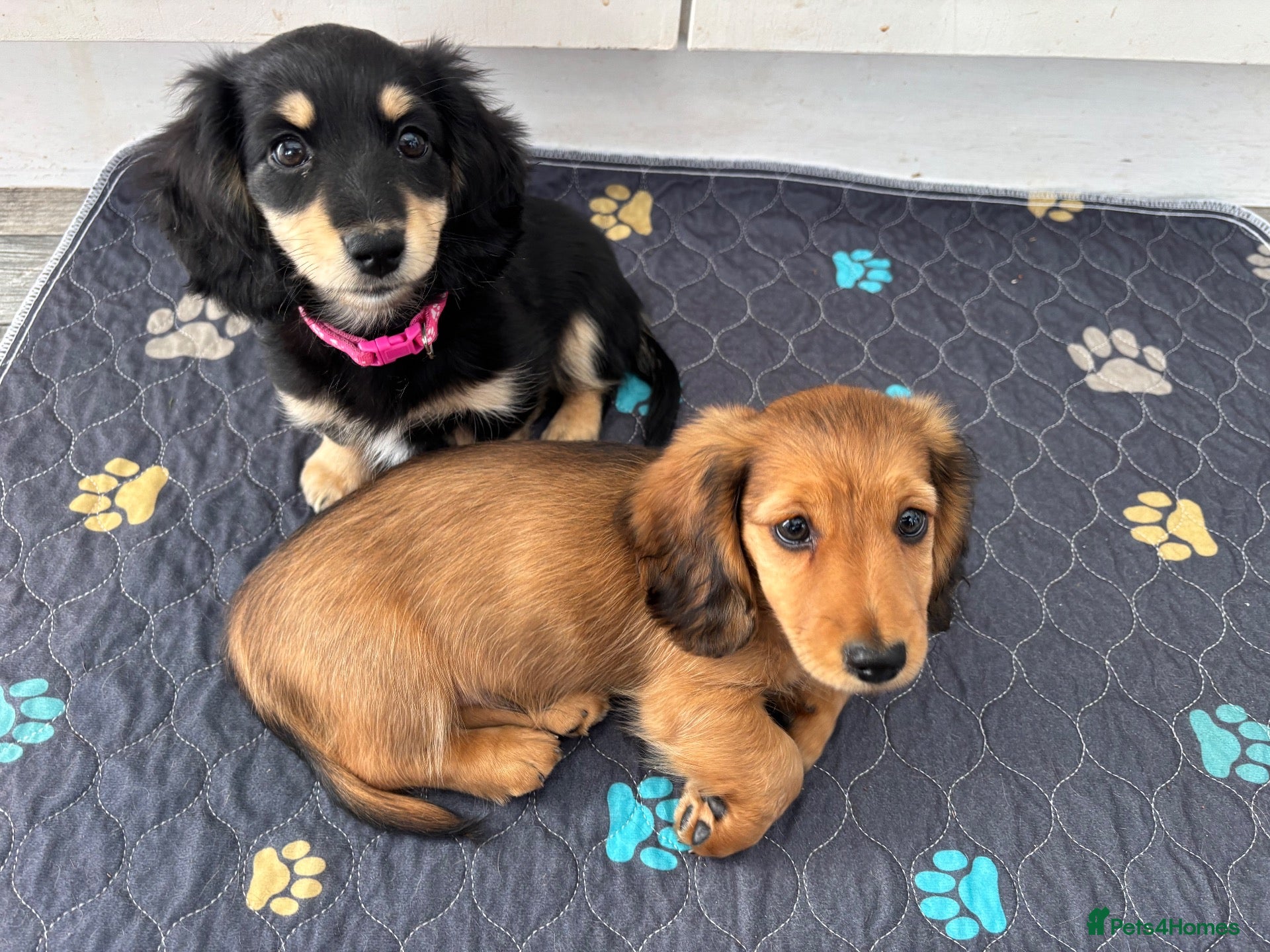 Miniature Dachshund dogs Last two long haired mini  - Advert 18