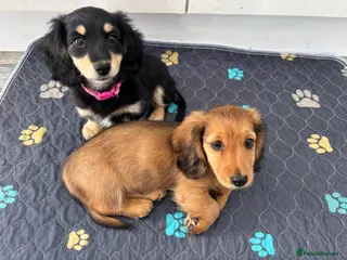 Miniature Dachshund dogs Last two long haired mini - Advert 18