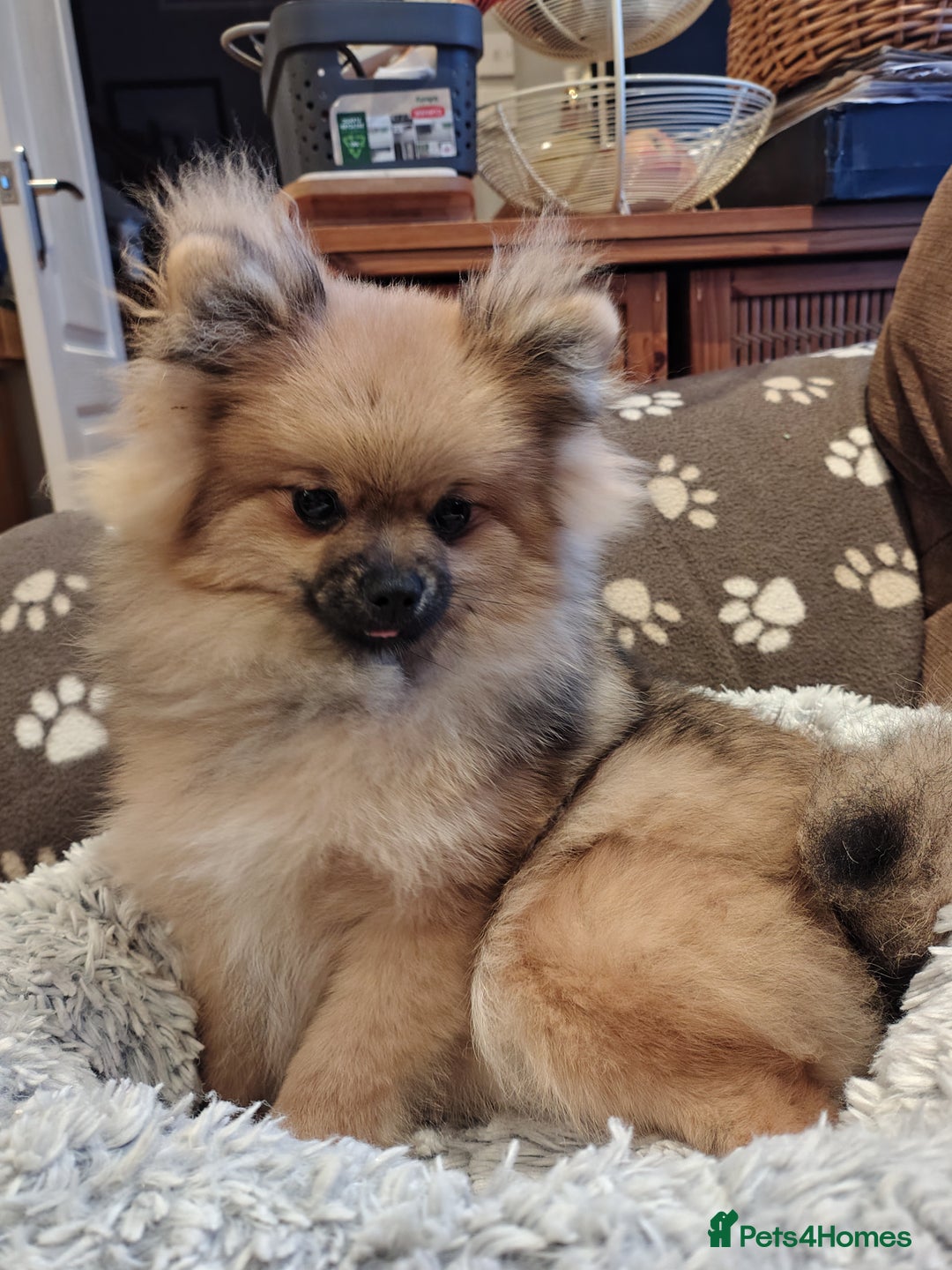 Pomeranian dogs for sale: Pom puppys with Kc reg , pedigree for sale - Advert 12