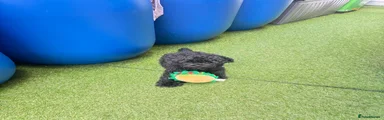 Blu