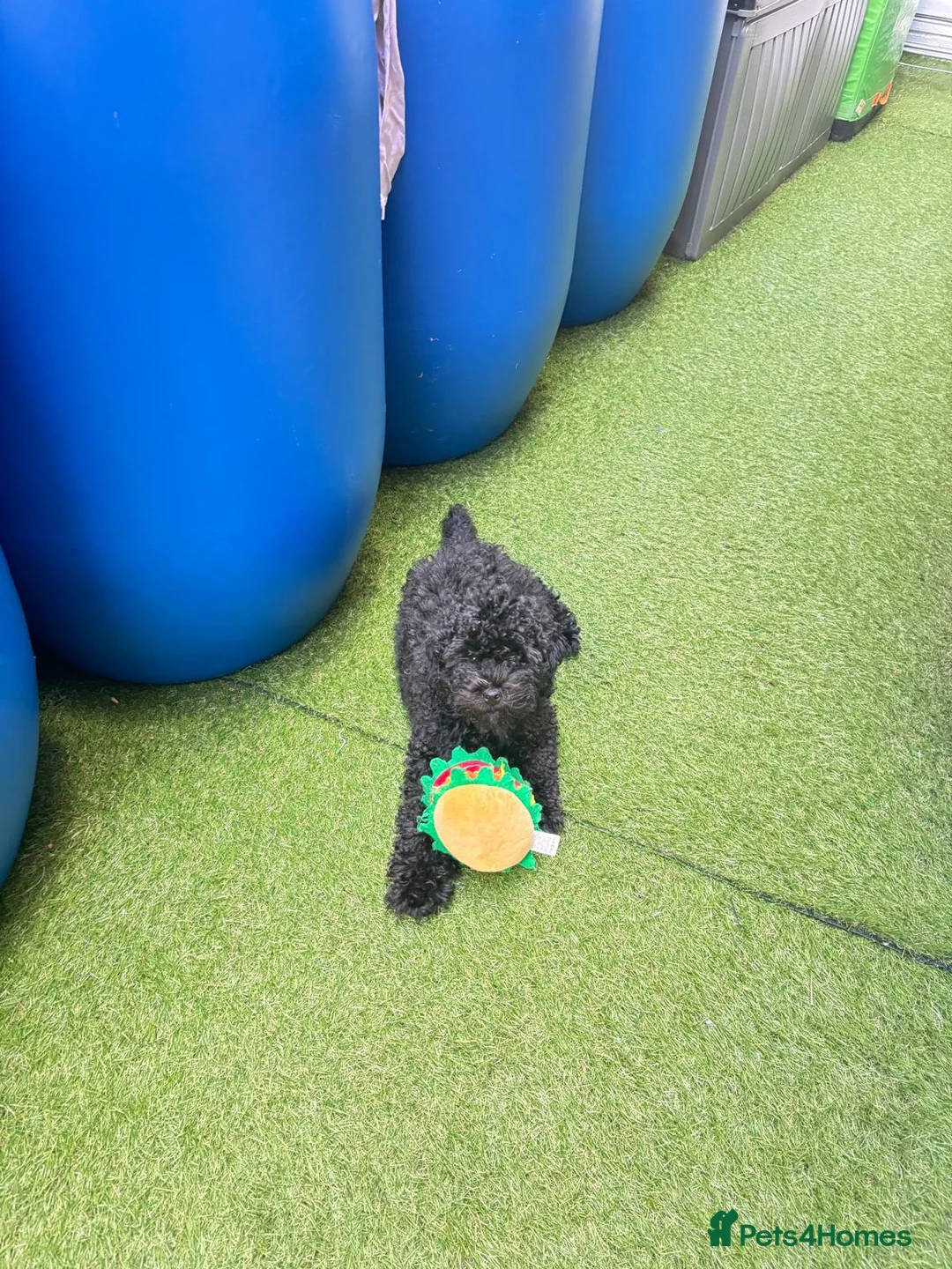 Maltipoo dogs for sale: 🐾 Blu – Adorable Male Maltipoo Puppy |4 Months 🐾 in London - Advert 2