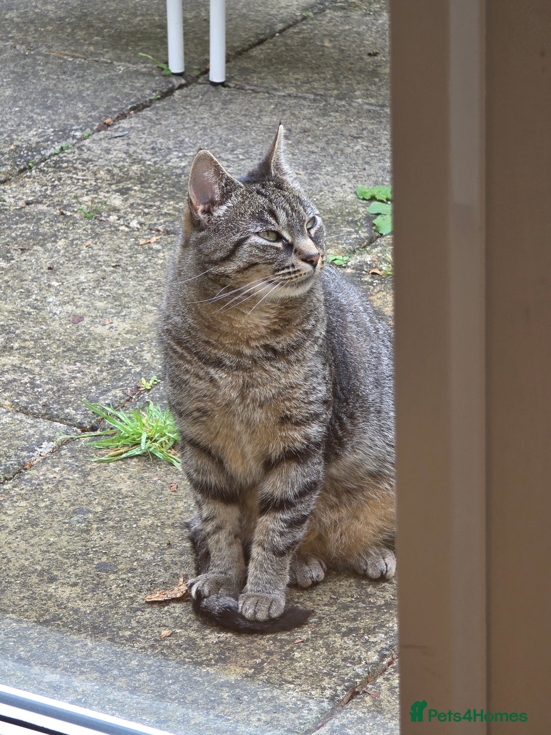 Domestic Shorthair cats for sale: Female Cat – Healthy, Neutered, Microchipped - Image 2