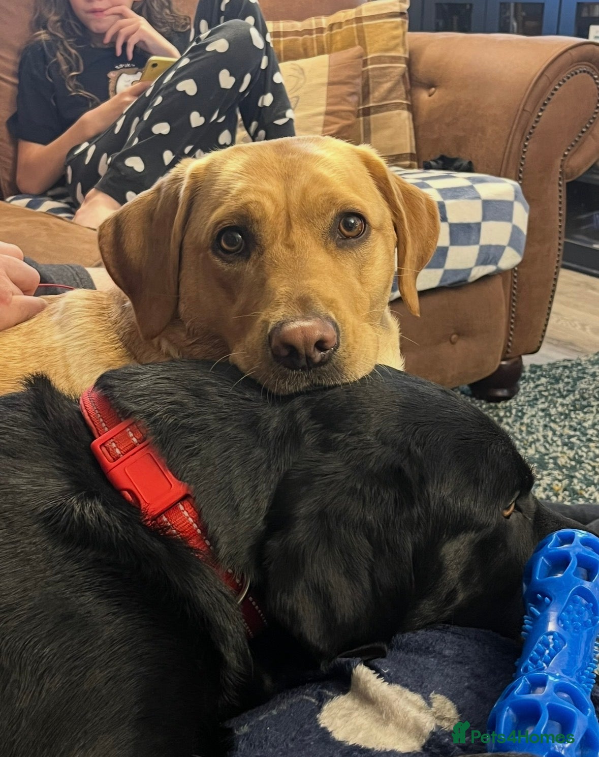 Labrador Retriever dogs Mother and Son Labrador Retrievers - Advert 8