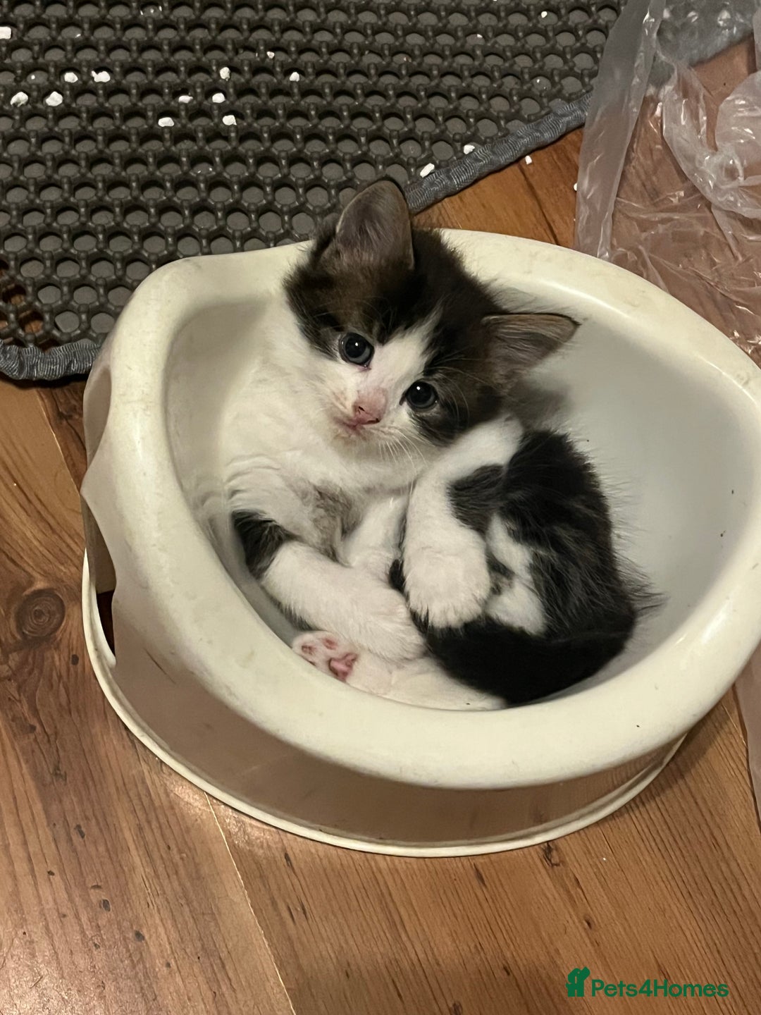 British Shorthair cats for sale: Ready for a loving home now  - Image 1