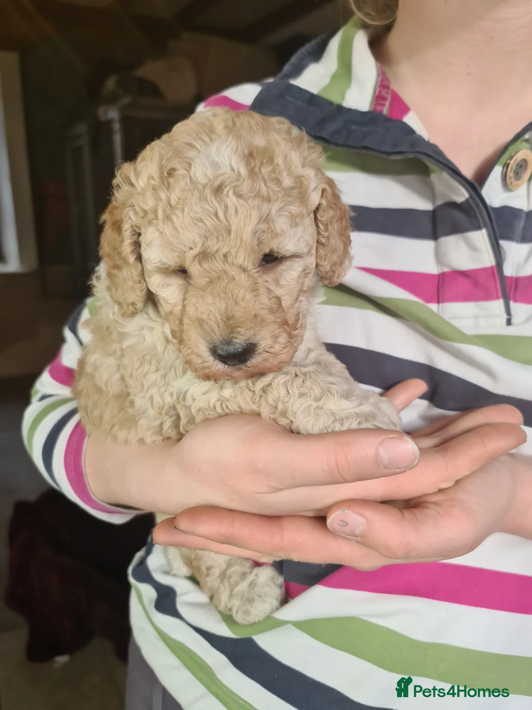 Miniature Poodle dogs for sale: Miniature Poodle Puppies for Sale - Advert 40