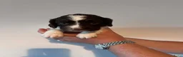 English Springer Spaniel dogs for sale: Pedigree English Springer Spaniel Puppies - Advert 10