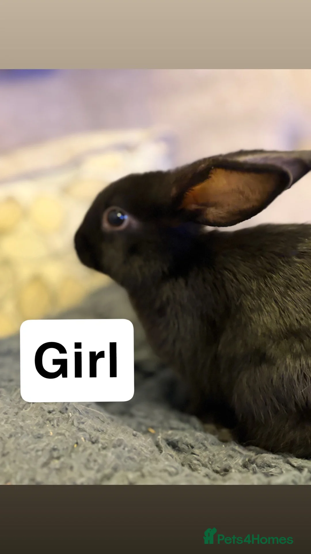 Mini Lop rabbits for sale: 4 beautiful mini lop cross Rex bunnies - Advert 2