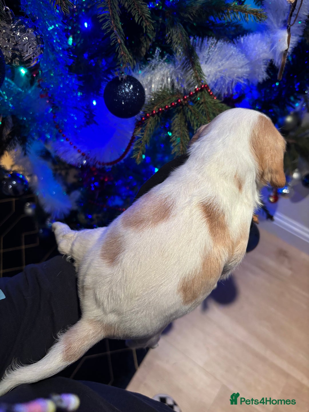 Mixed Breed dogs for sale: Cocker-Jack xCavalier King Charles Spaniel Puppies - Advert 20