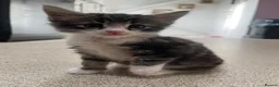 Maine Coon cats for sale: Maine Coon Kittens Looking for Homes 🐾 - Advert 15