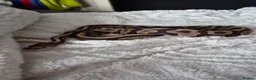 Python Snake reptiles for sale: 2 year old ball python  - Advert 4
