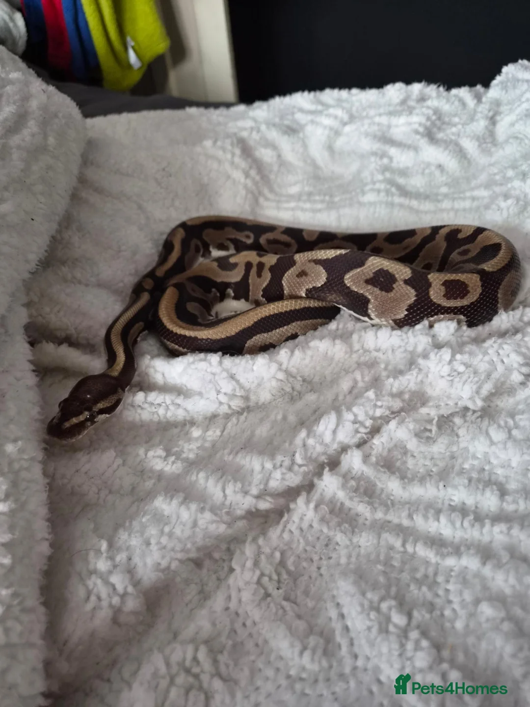 Python Snake reptiles for sale: 2 year old ball python  - Advert 4