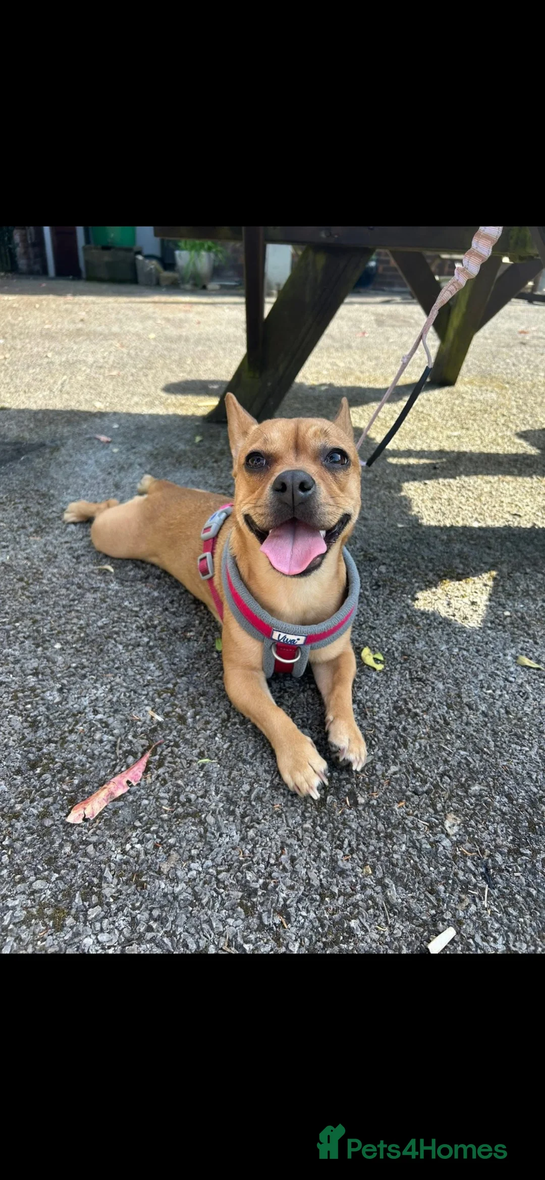 Mixed Breed dogs for sale: Millie - Advert 2