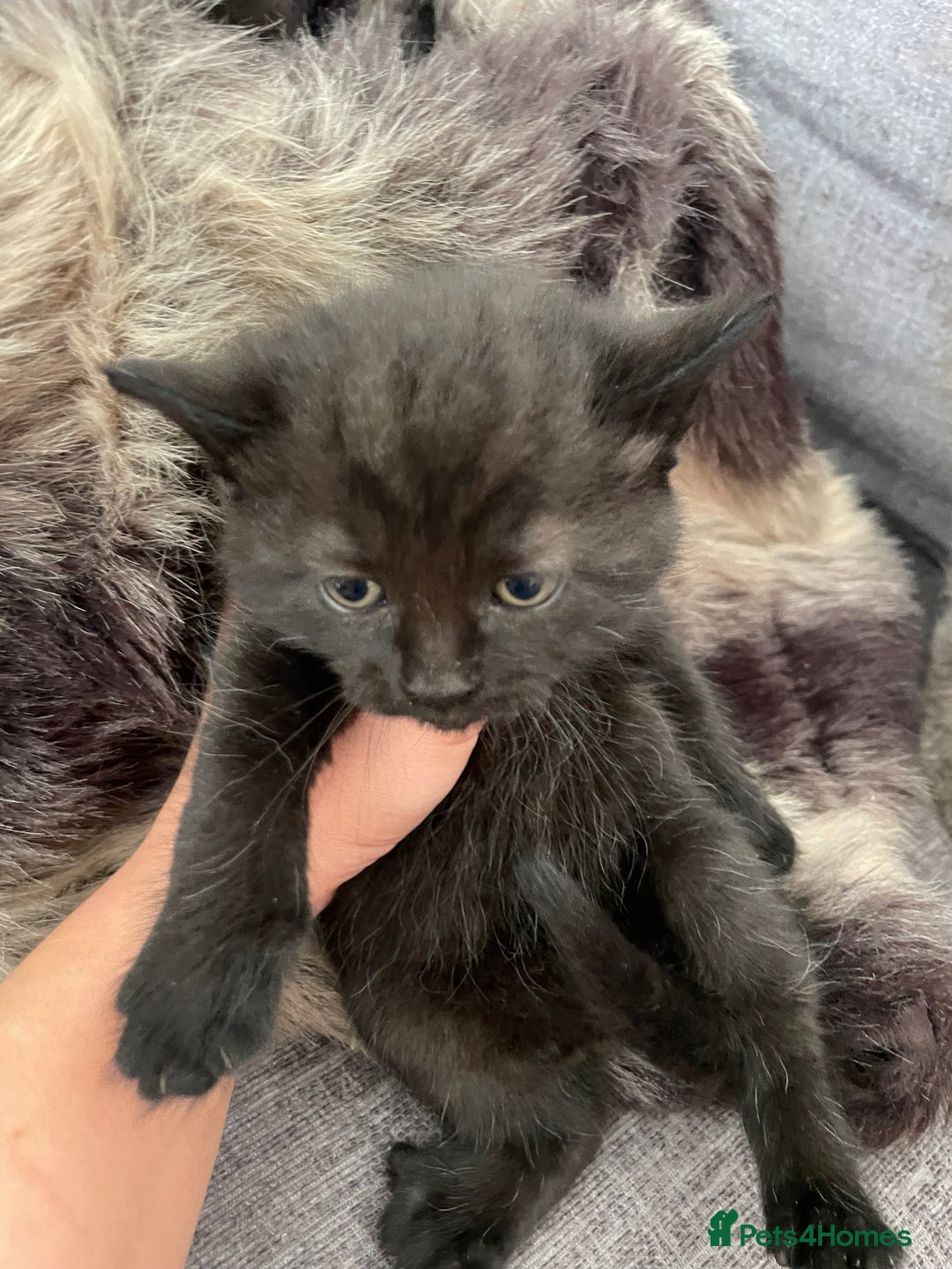 British Longhair cats for sale: British long-haired kittens - Image 5
