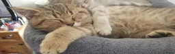 British Shorthair cats for sale: BRITISH SHORTHAIR BLACK GOLDEN SPOTTED TABBY - Advert 13