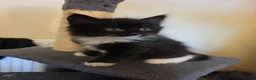 Mixed Breed cats for sale: 2 beautiful kittens  - Advert 9