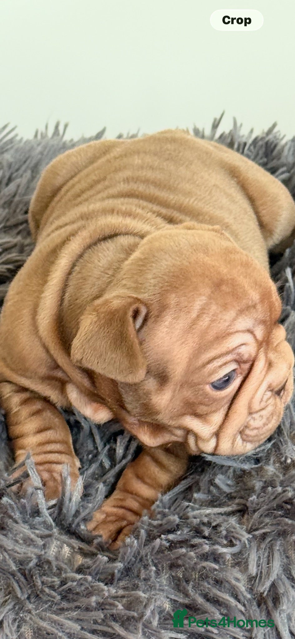 French Bulldog dogs 🐾Amazing French Bulldog Puppies🐾 - Advert 17