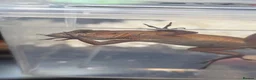 Anole reptiles for sale: Anolis sagrei  - Advert 3