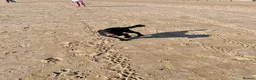 Sprocker dogs for stud: Sprocker for stud - Advert 9