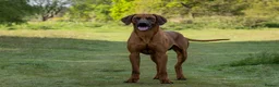 Rhodesian Ridgeback dogs for stud: Fully Health Tested KC Rhodesian Ridgeback Stud - Advert 2