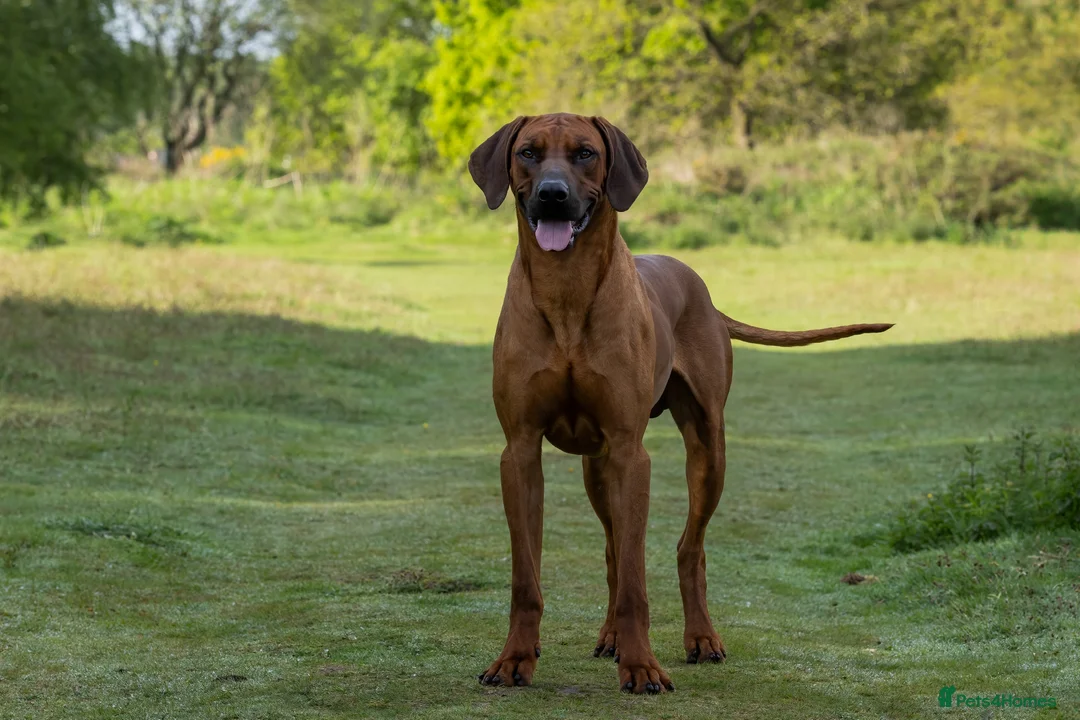Rhodesian Ridgeback dogs for stud: Fully Health Tested KC Rhodesian Ridgeback Stud - Advert 2