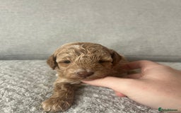 Cavapoo dogs for sale: Cavapoo Puppies for Sale - Image 27